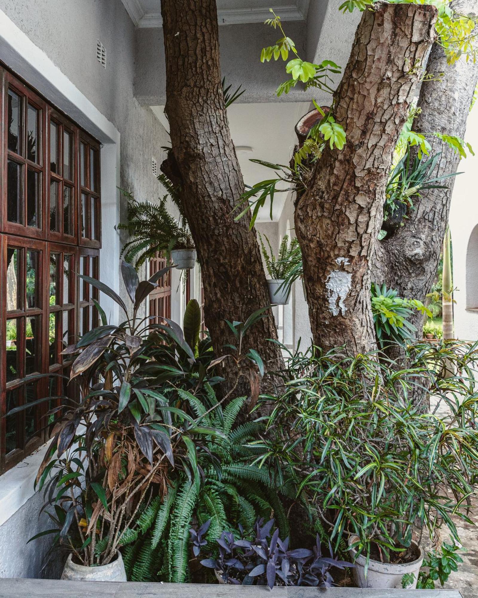Jacaranda Lodge Victoria Falls Dış mekan fotoğraf